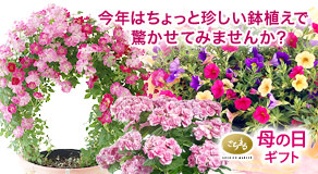 今年ちょっと珍しい鉢植えで驚かせてみませんか？